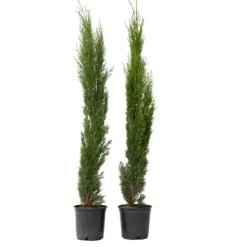 Hot Italiensk cypres - Sæt med 2 - Cupressus sempervirens - Højde 70-80cm - ⌀19cm Træ