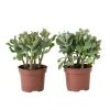Krukkeplanter Indendørs^Jadeplante - 2 stk - Crassula arborescens 'Curly' - Potte 12 cm