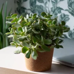 Krukkeplanter Indendørs^Jadeplante - 2 stk - Crassula arborescens 'Curly' - Potte 12 cm