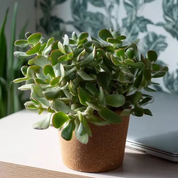 Krukkeplanter Indendørs^Jadeplante - 2 stk - Crassula arborescens 'Curly' - Potte 12 cm