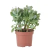 Krukkeplanter Indendørs^Jadeplante - Crassula arborescens 'Curly' - Højde 15-25 cm - Potte 12 cm