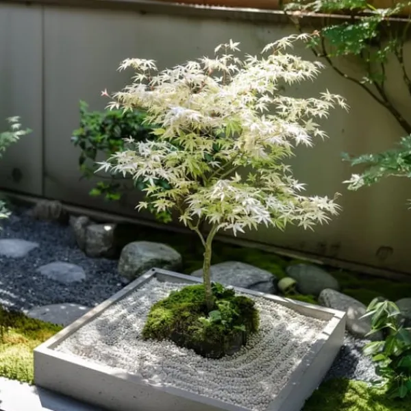 Clearance Japansk ahorn - Acer palmatum 'Ukigumo' - Højde 50-60cm - ⌀19cm Træ