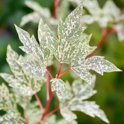 Clearance Japansk ahorn - Acer palmatum 'Ukigumo' - Højde 50-60cm - ⌀19cm Træ