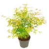 Hot Japansk ahorn - Acer palmatum 'Orange Lace' - Højde 60-70cm - ⌀19cm Træ