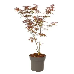 Træ^Japansk ahorn - Acer palmatum 'Starfish' - Højde 60-70cm - ⌀19cm