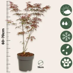 Træ^Japansk ahorn - Acer palmatum 'Starfish' - Højde 60-70cm - ⌀19cm