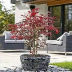 Træ^Japansk ahorn - Acer palmatum 'Starfish' - Højde 60-70cm - ⌀19cm