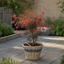 Træ^Japansk ahorn - Acer palmatum 'Starfish' - Højde 60-70cm - ⌀19cm