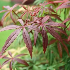 Træ^Japansk ahorn - Acer palmatum 'Starfish' - Højde 60-70cm - ⌀19cm
