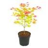 Træ^Japansk ahorn - Acer palmatum 'Moonrise' - Højde 40-50cm - ⌀19cm