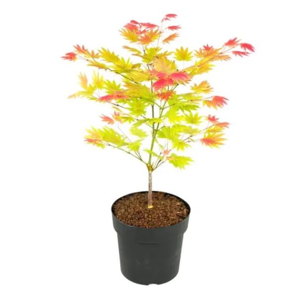 Træ^Japansk ahorn - Acer palmatum 'Moonrise' - Højde 40-50cm - ⌀19cm