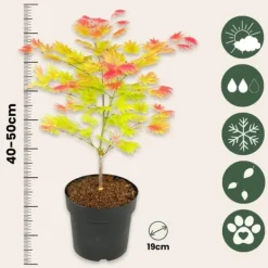Træ^Japansk ahorn - Acer palmatum 'Moonrise' - Højde 40-50cm - ⌀19cm