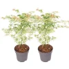 Træ^Japansk ahorn - Sæt med 2 - Acer palmatum 'Ukigumo' - Højde 50-60cm - ⌀19cm