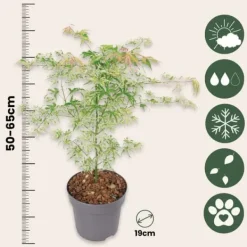 Træ^Japansk ahorn - Sæt med 2 - Acer palmatum 'Ukigumo' - Højde 50-60cm - ⌀19cm