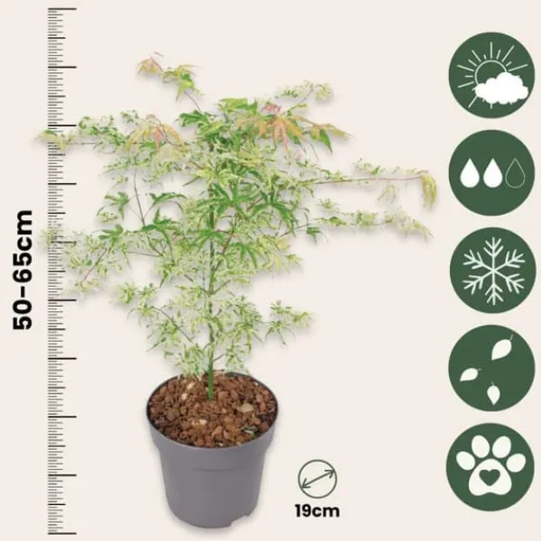 Træ^Japansk ahorn - Sæt med 2 - Acer palmatum 'Ukigumo' - Højde 50-60cm - ⌀19cm