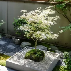 Træ^Japansk ahorn - Sæt med 2 - Acer palmatum 'Ukigumo' - Højde 50-60cm - ⌀19cm