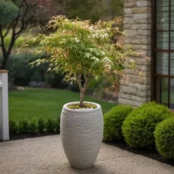 Træ^Japansk ahorn - Sæt med 2 - Acer palmatum 'Ukigumo' - Højde 50-60cm - ⌀19cm