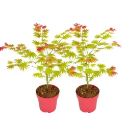 Træ^Japansk ahorn - Sæt med 2 - Acer palmatum 'Moonrise' - Højde 40-50cm - ⌀19cm