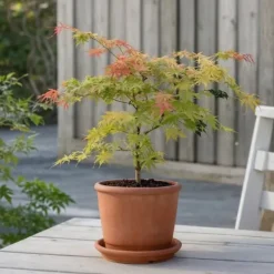 Træ^Japansk ahorn - Sæt med 2 - Acer palmatum 'Moonrise' - Højde 40-50cm - ⌀19cm