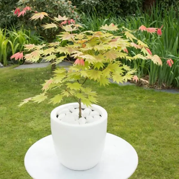 Træ^Japansk ahorn - Sæt med 2 - Acer palmatum 'Moonrise' - Højde 40-50cm - ⌀19cm