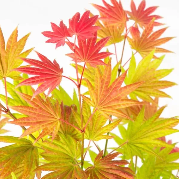 Træ^Japansk ahorn - Sæt med 2 - Acer palmatum 'Moonrise' - Højde 40-50cm - ⌀19cm