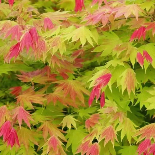 Træ^Japansk ahorn - Sæt med 2 - Acer palmatum 'Moonrise' - Højde 40-50cm - ⌀19cm