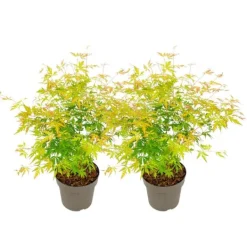 Japansk ahorn - Sæt med 2 - Acer palmatum 'Orange Lace' - Højde 60-70cm - ⌀19cm Træ