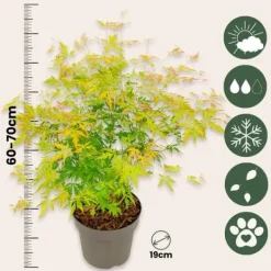 Japansk ahorn - Sæt med 2 - Acer palmatum 'Orange Lace' - Højde 60-70cm - ⌀19cm Træ