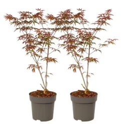 Træ^Japansk ahorn - Sæt med 2 - Acer palmatum 'Starfish' - Højde 60-70cm - ⌀19cm