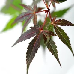 Træ^Japansk ahorn - Sæt med 2 - Acer palmatum 'Starfish' - Højde 60-70cm - ⌀19cm