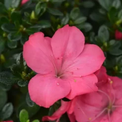 Outlet Japansk Azalea - Sæt med 2 - Rhododendron 'Anouk' - Højde 25-40cm - ⌀17cm Buskads