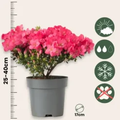 Outlet Japansk Azalea - Sæt med 4 - Rhododendron 'Anouk' - Højde 25-40cm - ⌀17cm Buskads
