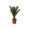 Outlet Japansk koglepalme - Cycas revoluta - Højde 45-60cm - ⌀15cm Krukkeplanter Indendørs