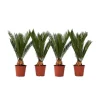 Krukkeplanter Indendørs^Japansk koglepalme - Sæt med 4 - Cycas revoluta - Højde 45-60cm - ⌀15cm