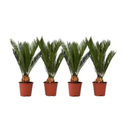 Krukkeplanter Indendørs^Japansk koglepalme - Sæt med 4 - Cycas revoluta - Højde 45-60cm - ⌀15cm