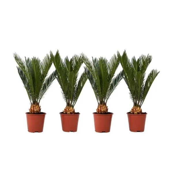 Krukkeplanter Indendørs^Japansk koglepalme - Sæt med 4 - Cycas revoluta - Højde 45-60cm - ⌀15cm