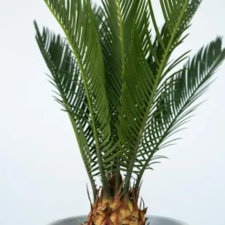 Krukkeplanter Indendørs^Japansk koglepalme - Sæt med 4 - Cycas revoluta - Højde 45-60cm - ⌀15cm