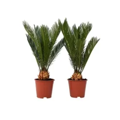 Online Japansk koglepalme - Sæt med 2 - Cycas revoluta - Højde 45-60cm - ⌀15cm Krukkeplanter Indendørs