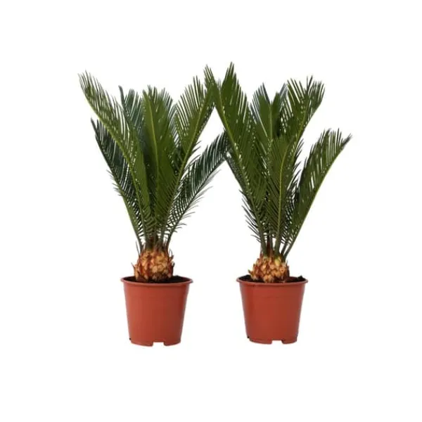 Online Japansk koglepalme - Sæt med 2 - Cycas revoluta - Højde 45-60cm - ⌀15cm Krukkeplanter Indendørs