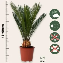 Online Japansk koglepalme - Sæt med 2 - Cycas revoluta - Højde 45-60cm - ⌀15cm Krukkeplanter Indendørs