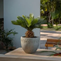 Online Japansk koglepalme - Sæt med 2 - Cycas revoluta - Højde 45-60cm - ⌀15cm Krukkeplanter Indendørs