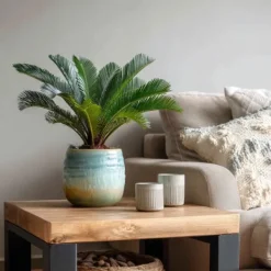 Online Japansk koglepalme - Sæt med 2 - Cycas revoluta - Højde 45-60cm - ⌀15cm Krukkeplanter Indendørs