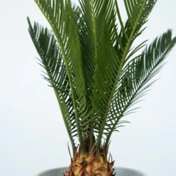 Online Japansk koglepalme - Sæt med 2 - Cycas revoluta - Højde 45-60cm - ⌀15cm Krukkeplanter Indendørs