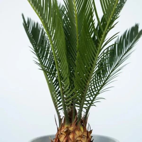 Online Japansk koglepalme - Sæt med 2 - Cycas revoluta - Højde 45-60cm - ⌀15cm Krukkeplanter Indendørs