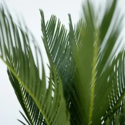 Online Japansk koglepalme - Sæt med 2 - Cycas revoluta - Højde 45-60cm - ⌀15cm Krukkeplanter Indendørs