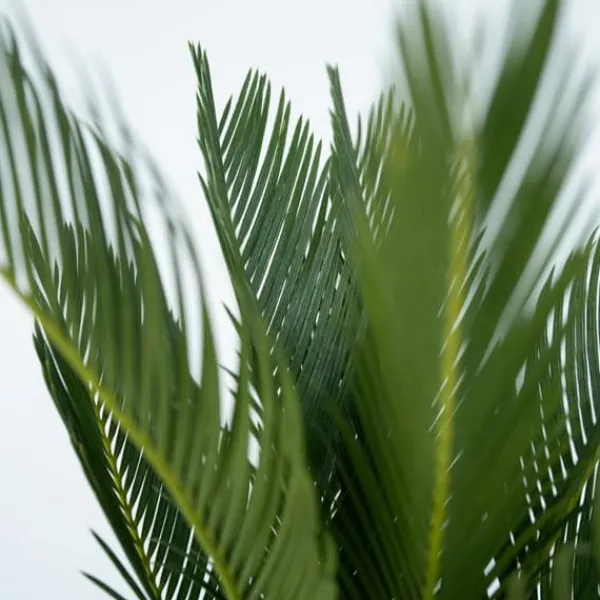 Online Japansk koglepalme - Sæt med 2 - Cycas revoluta - Højde 45-60cm - ⌀15cm Krukkeplanter Indendørs