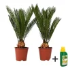 Krukkeplanter Indendørs^Japansk koglepalme - Sæt med 2 - Cycas revoluta - Højde 45-60cm - ⌀15cm