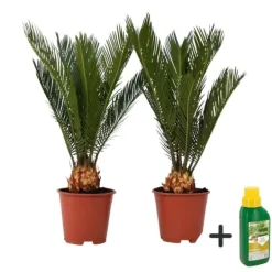 Krukkeplanter Indendørs^Japansk koglepalme - Sæt med 2 - Cycas revoluta - Højde 45-60cm - ⌀15cm