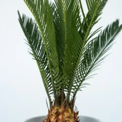 Krukkeplanter Indendørs^Japansk koglepalme - Sæt med 2 - Cycas revoluta - Højde 45-60cm - ⌀15cm