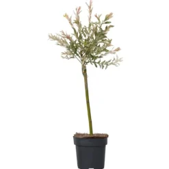 Haveplanter^Japansk pil - Salix integra 'Flamingo' - Højde 60-80cm - Potte 17cm